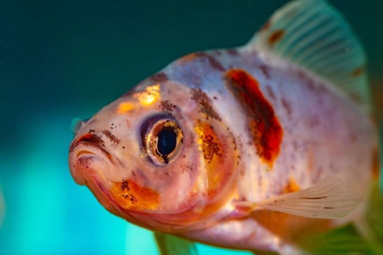 Aquarium Salt for Goldfish: A Complete Care Guide