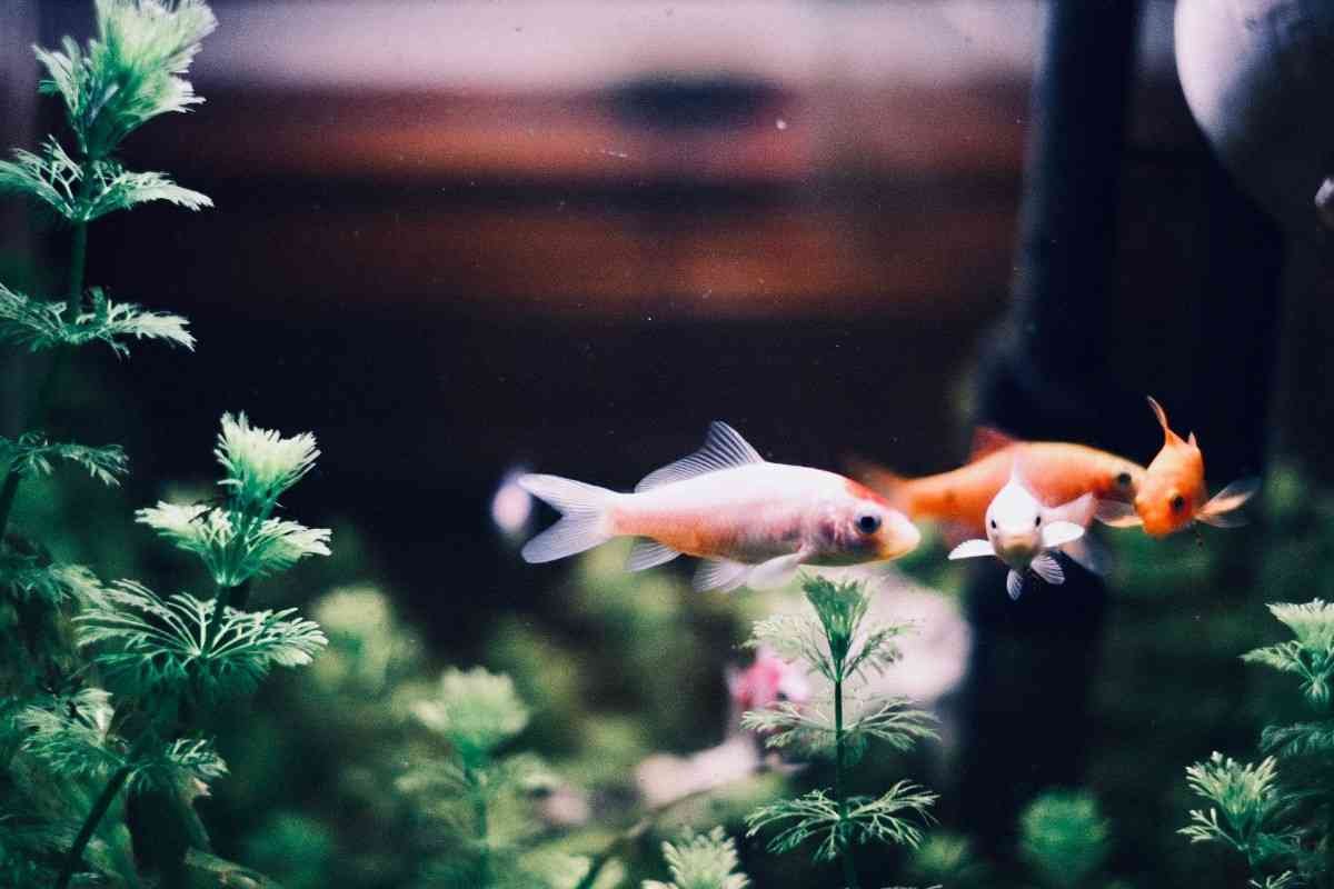 Which Algae Eater Is Safe with Goldfish?