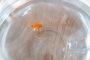Can Goldfish Live in Cold Water? The Truth Explained