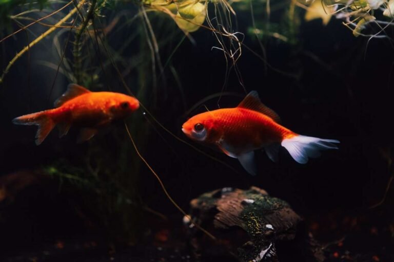 Do Goldfish Need a Heater? The Truth Explained