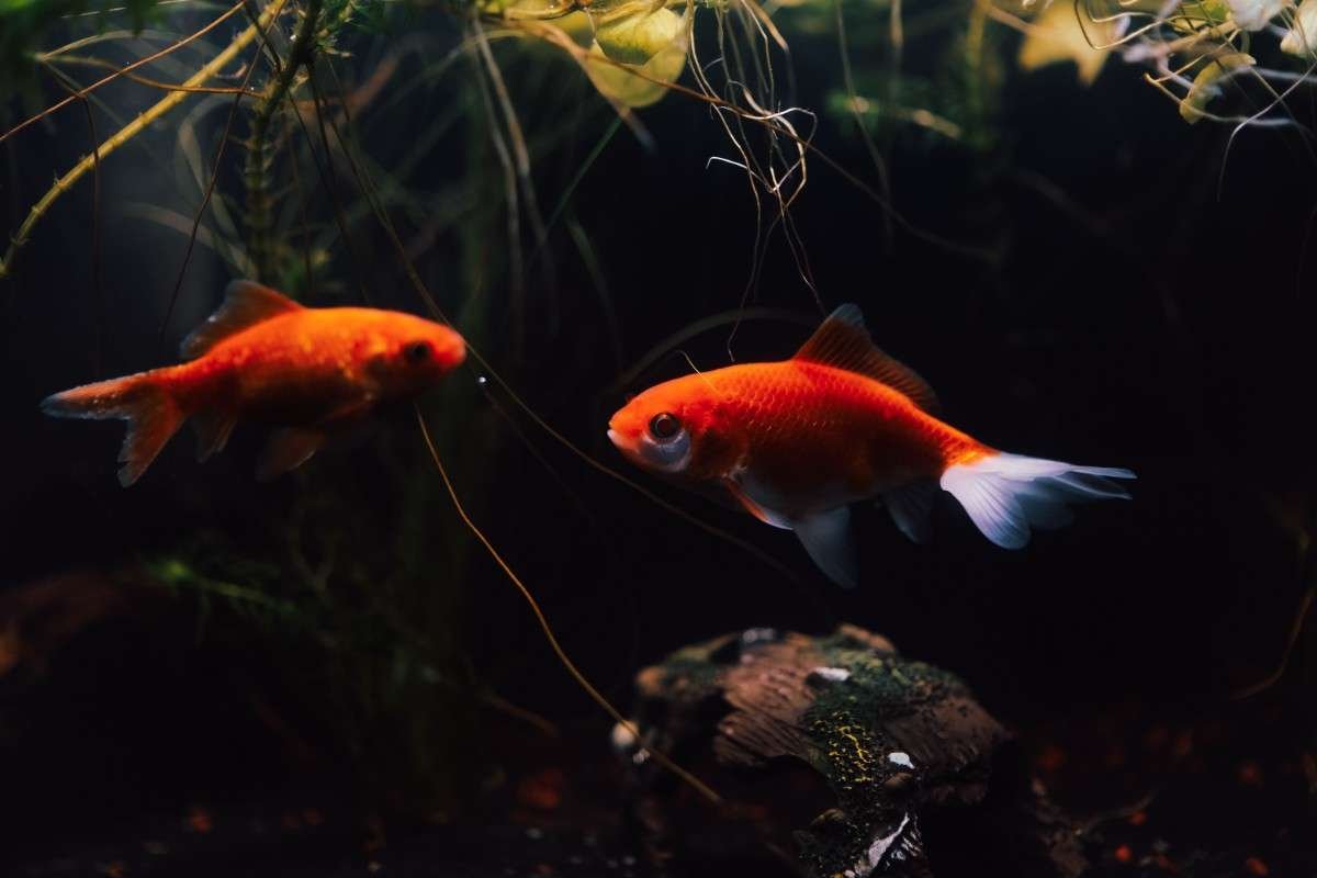 Do Goldfish Need a Heater? The Truth Explained