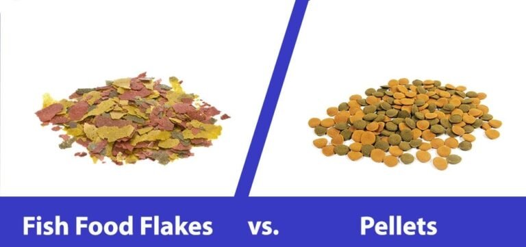 Best Food for Goldfish: Pellets vs Flakes