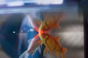 How Often Should You Change Goldfish Tank Water? How Often Should You Change Goldfish Tank Water?
