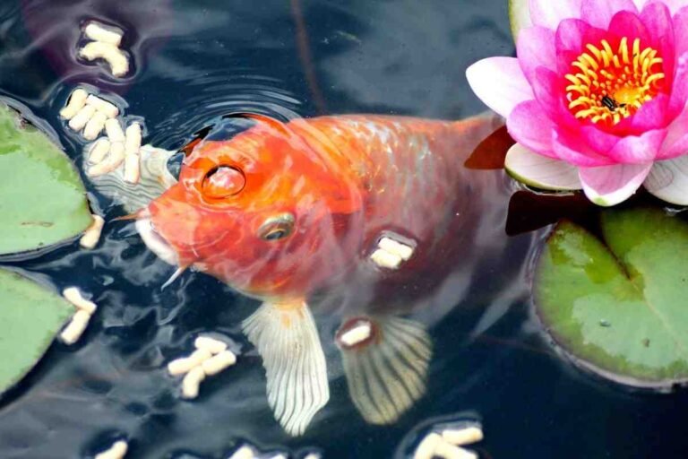 Goldfish Water Temperature: The Ideal Range for Healthy Fish