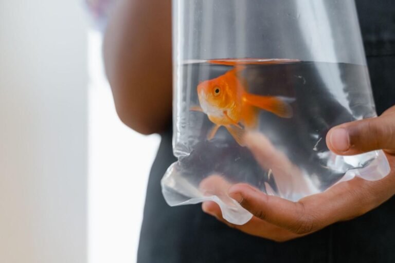 Is Distilled Water Safe for Goldfish?
