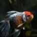 How to Take Care of a Goldfish