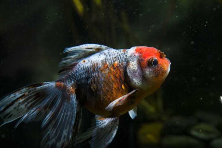 How to Take Care of a Goldfish Without Making Common Mistakes