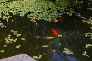 Can Goldfish Live in Outdoor Ponds? Can Goldfish Live in Outdoor Ponds?