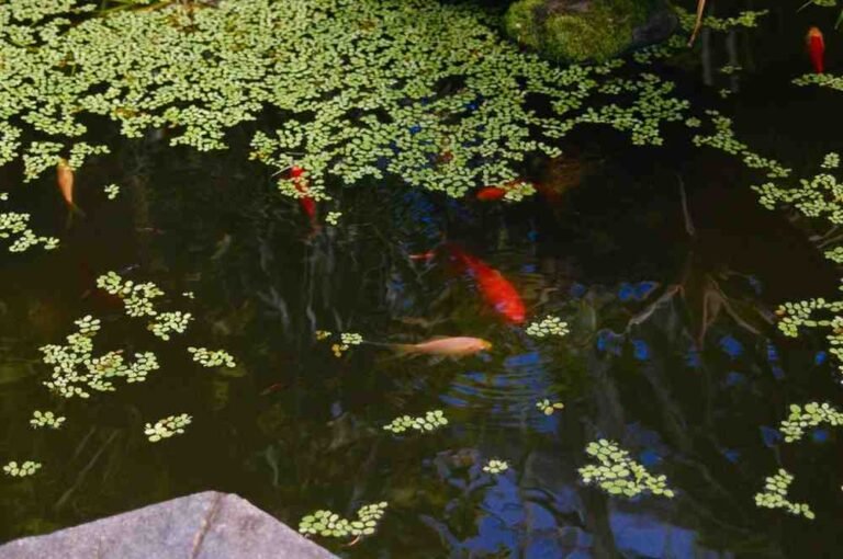 Can Goldfish Live in Outdoor Ponds?
