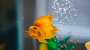 What Do Goldfish Eat? Complete Diet Guide