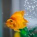 What Do Goldfish Eat? Complete Diet Guide