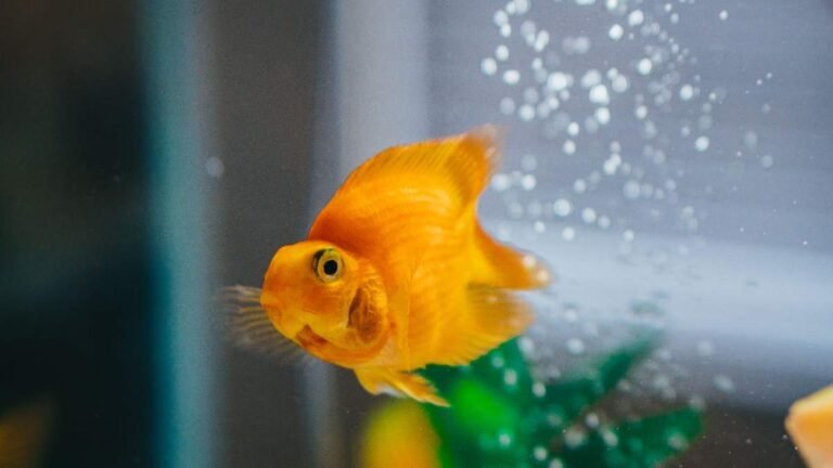 What Do Goldfish Eat? Complete Diet Guide