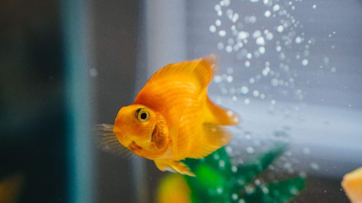 What Do Goldfish Eat? Complete Diet Guide