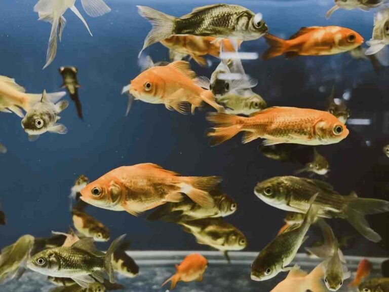 Goldfish Tank Mates: Safe Fish to Choose