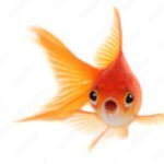 Goldfish Living