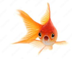 Goldfish Living