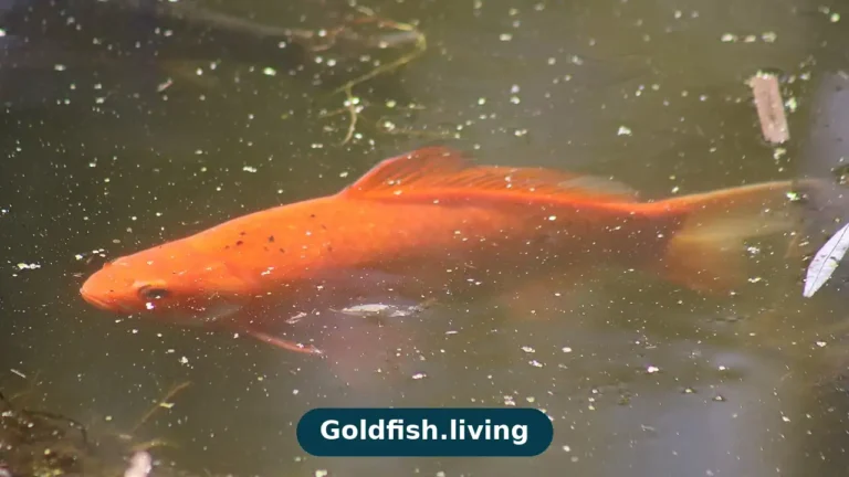 How to take care of a goldfish: healthy fancy goldfish in a clean planted aquarium