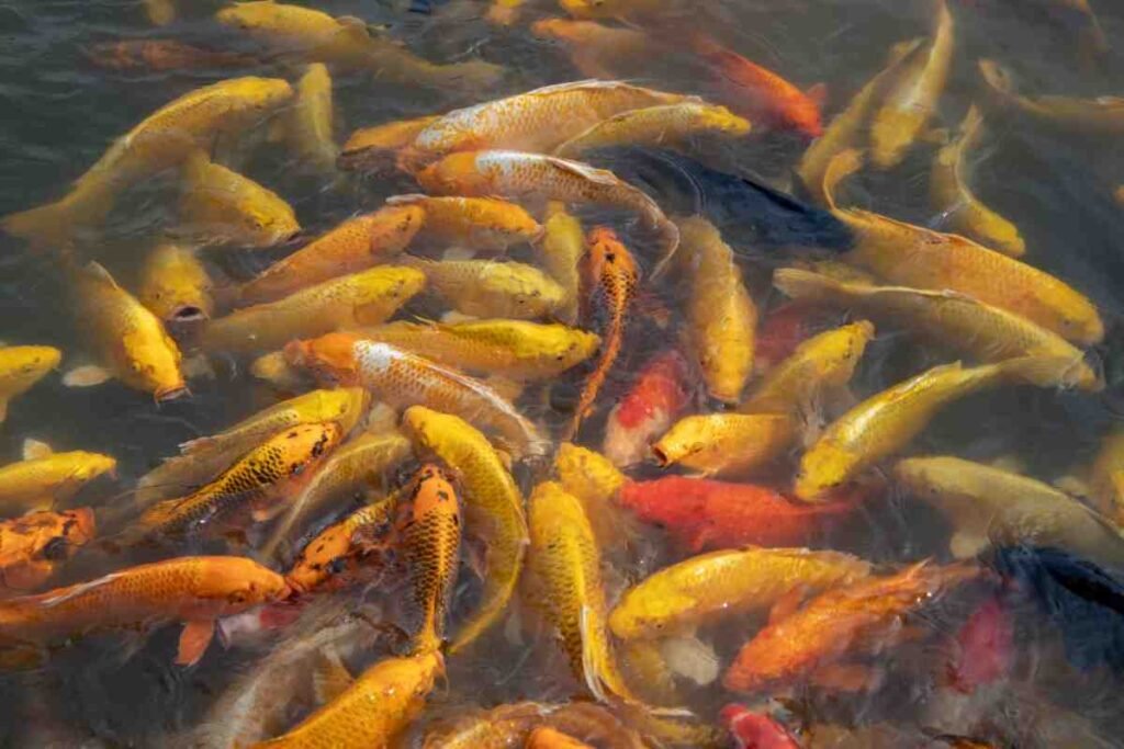 How Much to Feed Goldfish Each Day: Feeding Guide