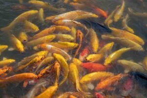 How Much Should You Feed Goldfish Each Day?