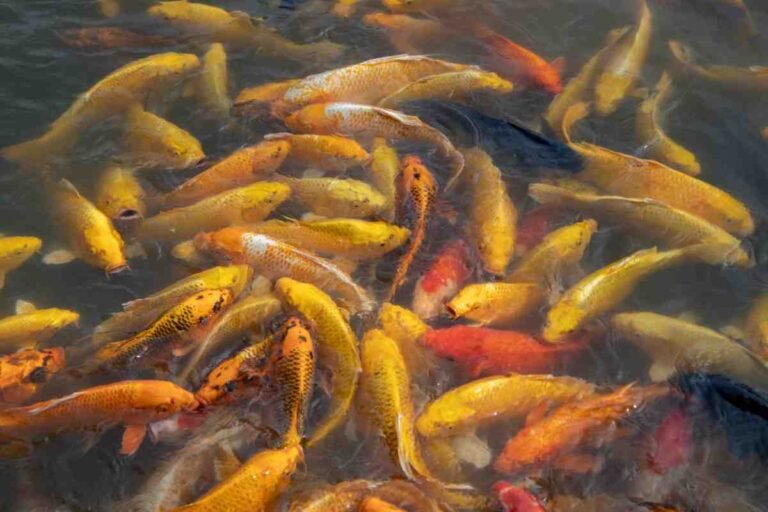 How Much Should You Feed Goldfish Each Day?