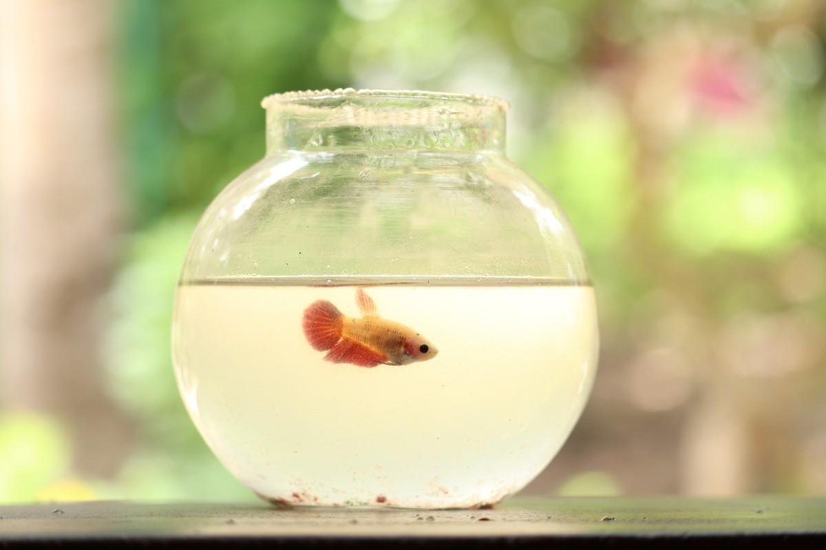 Can Goldfish Live in a Bowl? The Truth Explained
