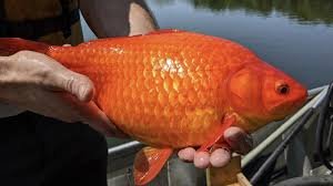 Are Goldfish Omnivores? Their Diet Explained