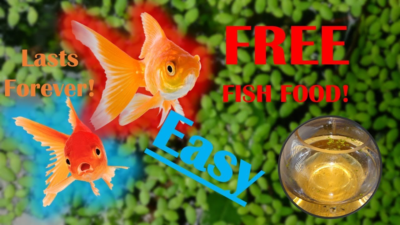 Can Goldfish Eat Vegetables? Safe Foods & Treats