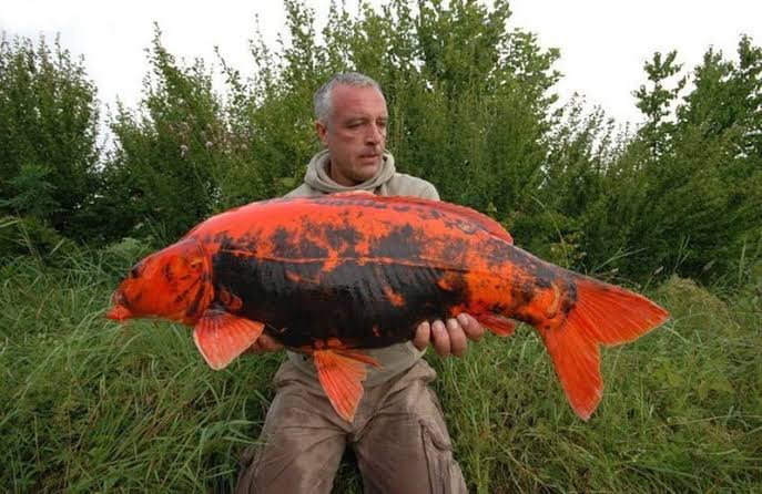 Goldfish Lifespan: How Long Do Goldfish Live?