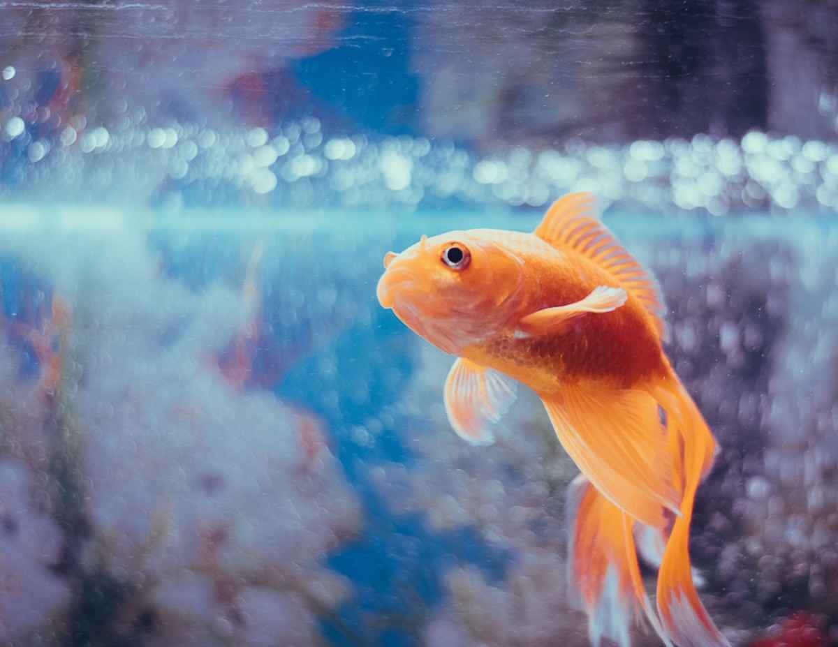 Goldfish Water Testing Schedule: Ammonia, Nitrite & Nitrate
