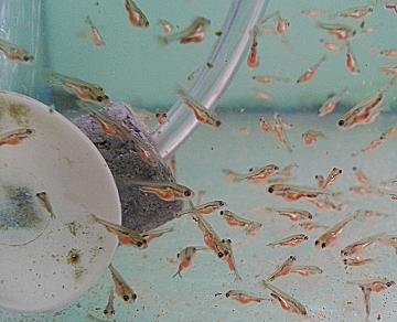 What Do Goldfish Fry Eat? Baby Goldfish Feeding Guide
