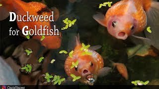 Can Goldfish Eat Duckweed? Is It Safe?