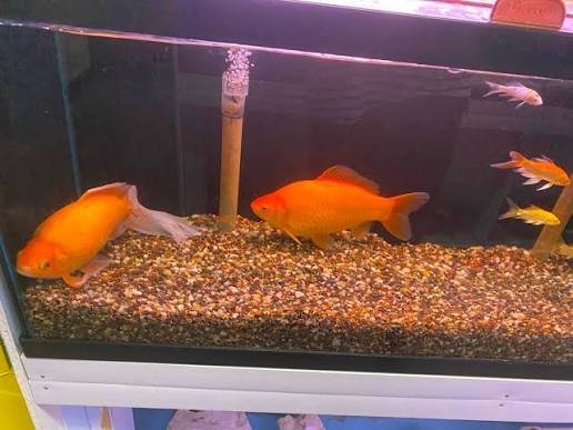 How Big Can Goldfish Get? Size by Environment