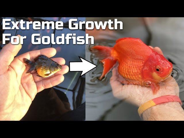 How Long Does It Take a Goldfish to Grow?