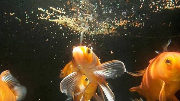 How Often Should You Feed Goldfish?
