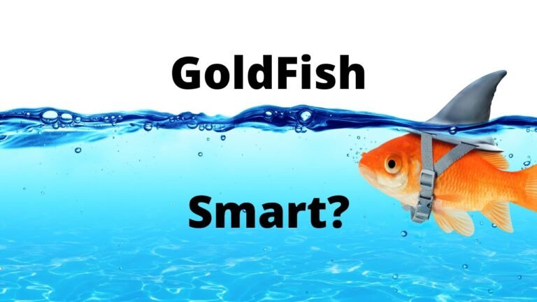 How Smart Is a Goldfish? Memory & Intelligence