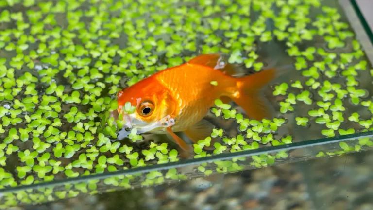 Goldfish grazing on green duckweed floating at the surface of an aquarium