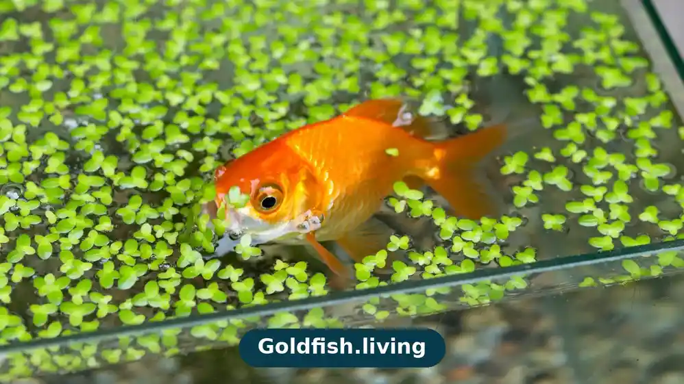 Can Goldfish Eat Duckweed? Is It Safe?