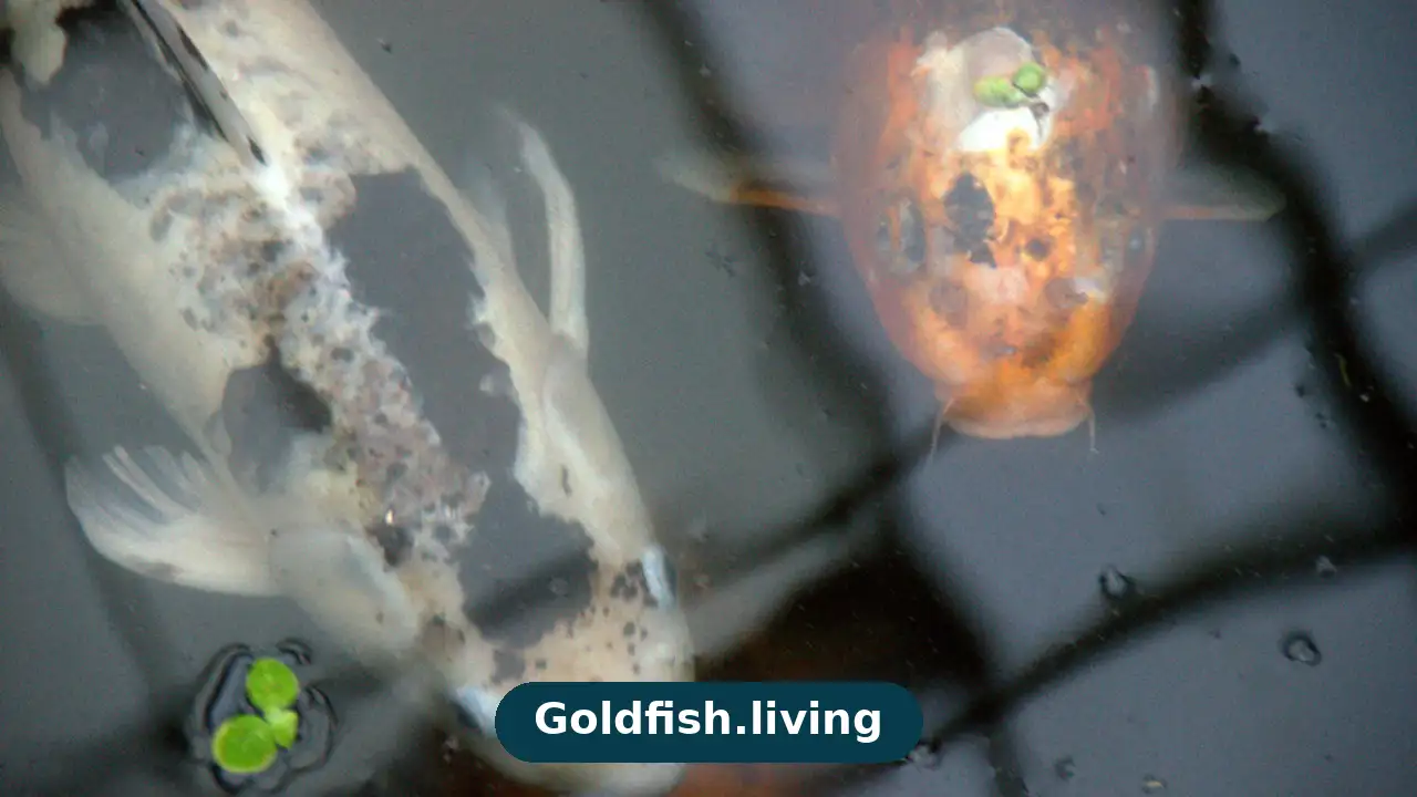 Goldfish Water Parameters: Ideal Ammonia, Nitrite, Nitrate & pH