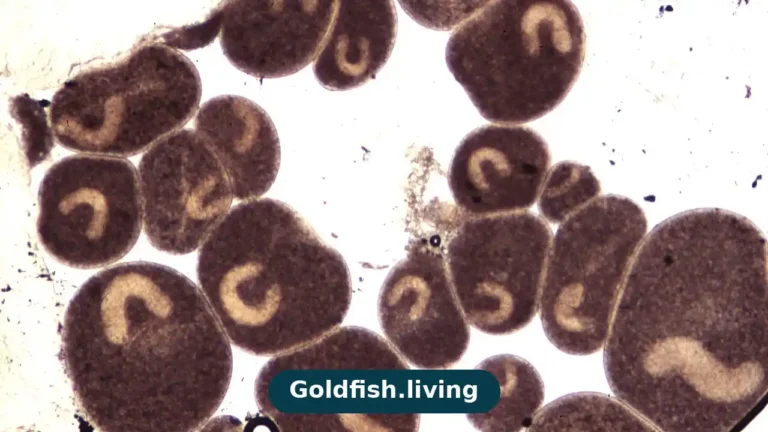 Illustration of a goldfish with tiny white salt-like spots on its fins and body in an aquarium