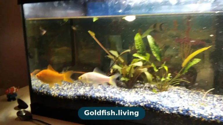 Male vs female goldfish: illustrated comparison of a slimmer male with breeding tubercles and a rounder female