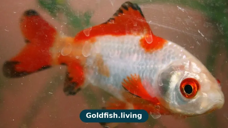 Illustration of a gold and black mottled goldfish swimming in a home aquarium