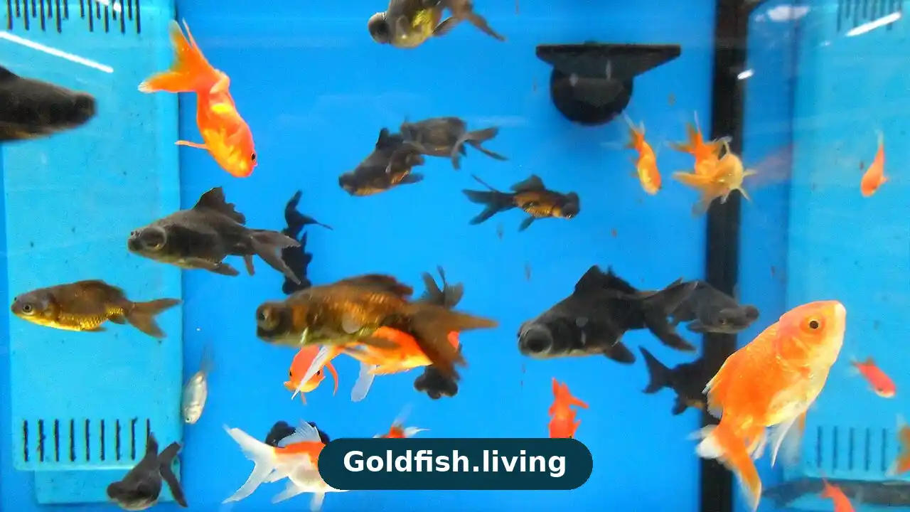20 Gallon Goldfish Tank: Complete Size and Setup Guide