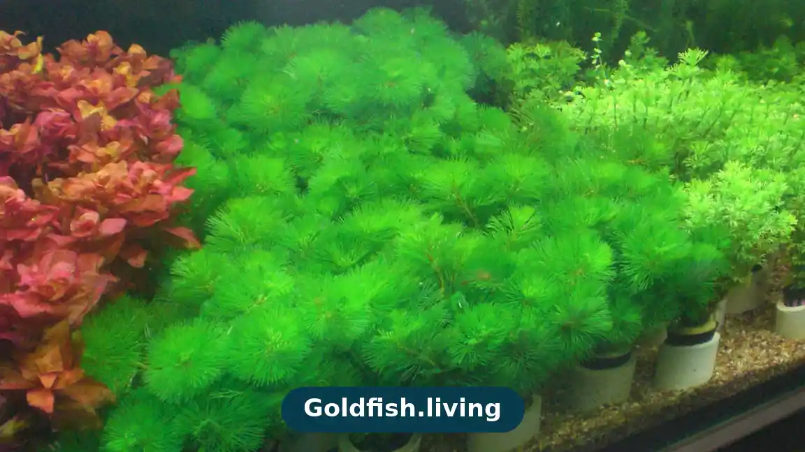 Aquarium Salt for Goldfish: A Complete Care Guide
