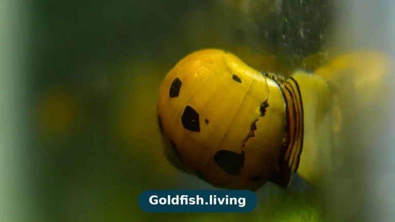 Which Algae Eater Is Safe with Goldfish?