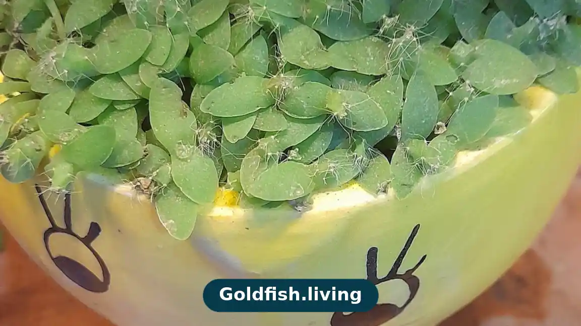 Best pH Level for Goldfish: A Complete Tank Guide