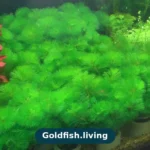 Best Plants for Goldfish Tanks: 8 Hardy Species That Survive