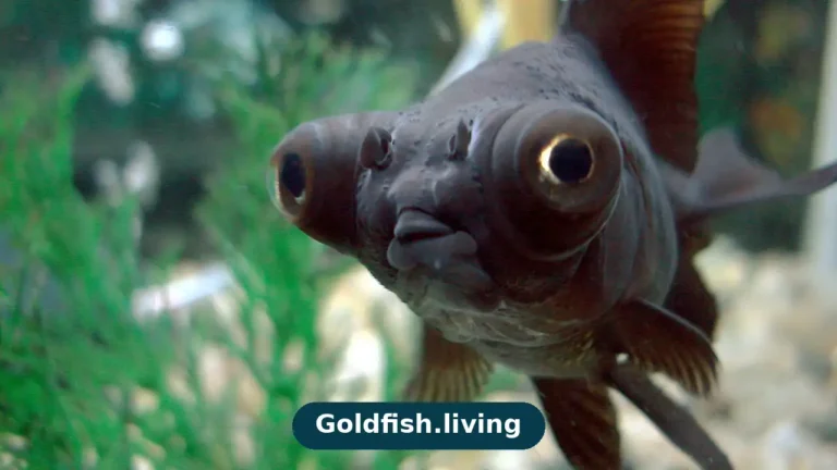 Black Moor Goldfish Care: Tank Setup, Eyes & Feeding