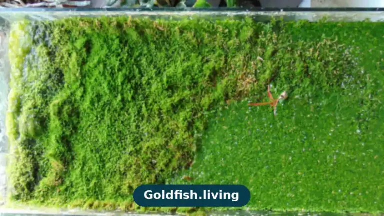 Can Goldfish Eat Duckweed? Is It Safe?
