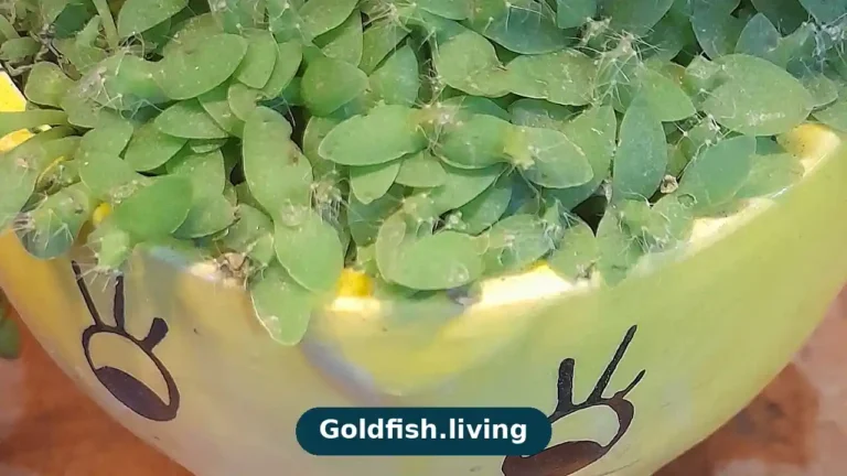 Can Goldfish Eat Vegetables? Safe Foods & Treats