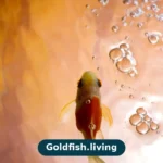 Do Goldfish Need an Air Pump? When Yes, When No